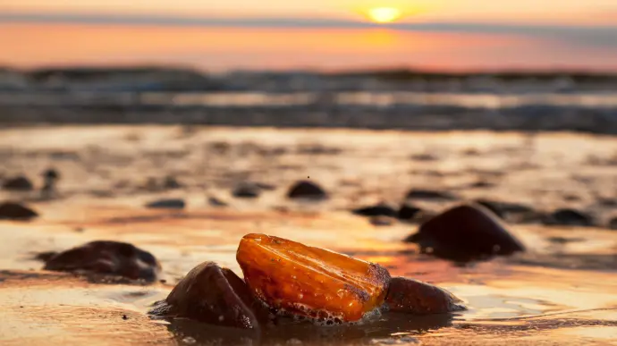 Ambrées et Musquées